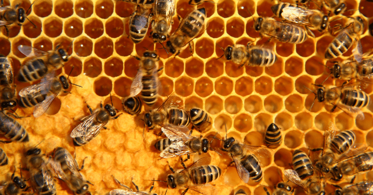 Top Books on Bees